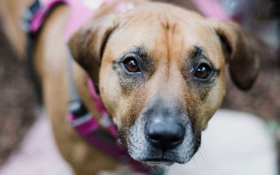 Understanding Quality of Life in Palliative and Terminally Ill Pets