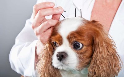 FAQ For Veterinary Acupuncture