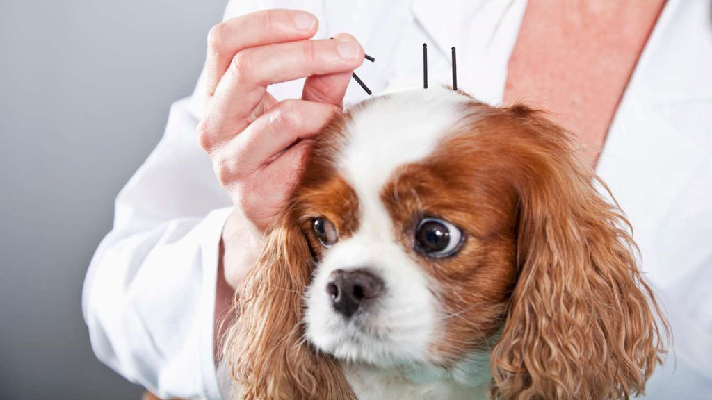 FAQ For Veterinary Acupuncture