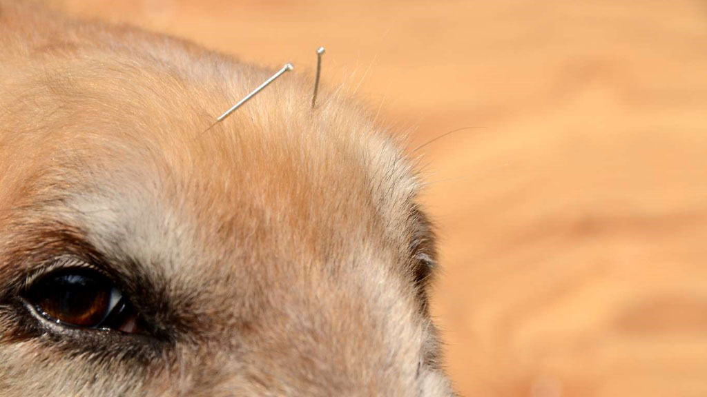 selective focus photography of dog lying on ground