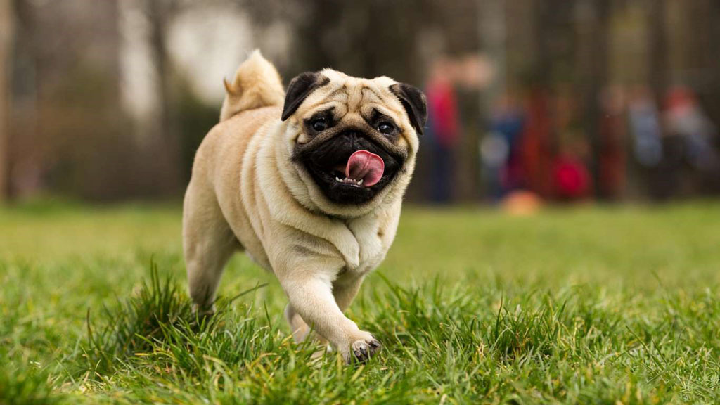 selective focus photography of dog lying on ground