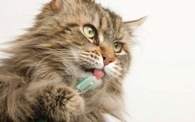 Healthy Smiles for Furry Friends: The Importance of Dental Healthcare for Your Pet