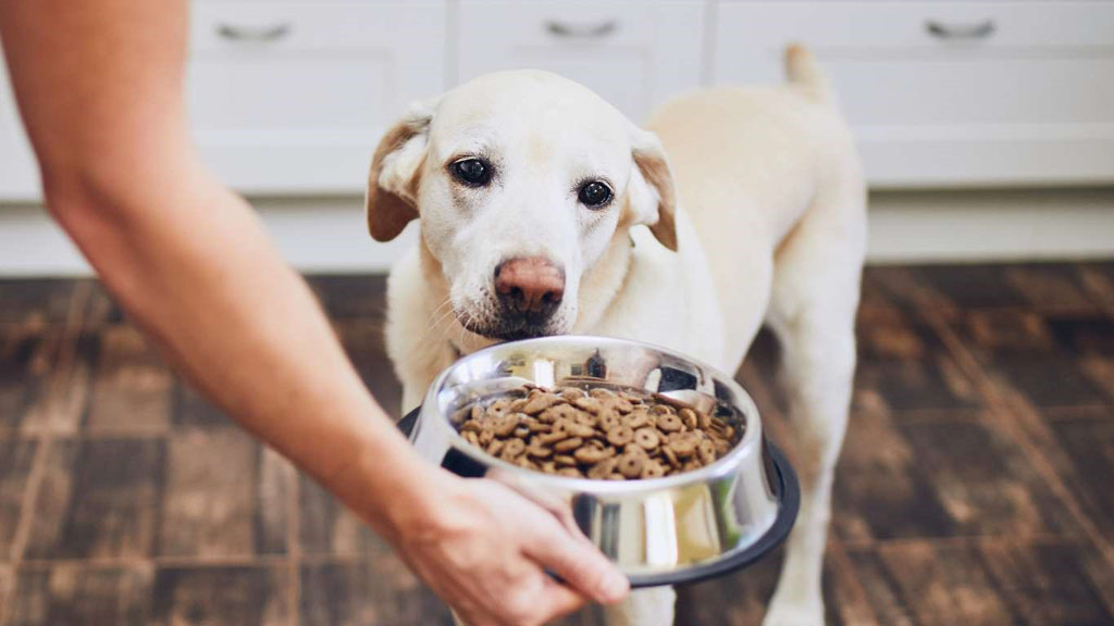 selective focus photography of dog lying on ground