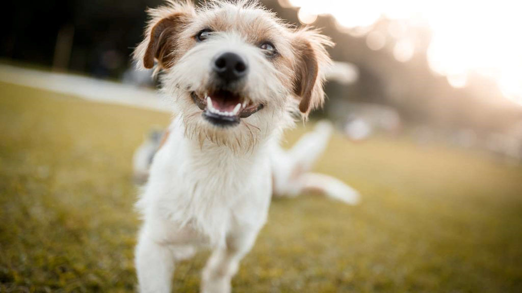 selective focus photography of dog lying on ground