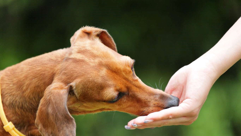 selective focus photography of dog lying on ground