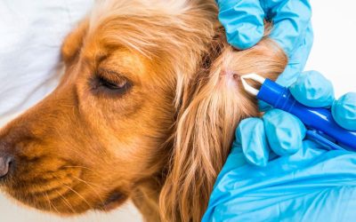 Canine Babesiosis