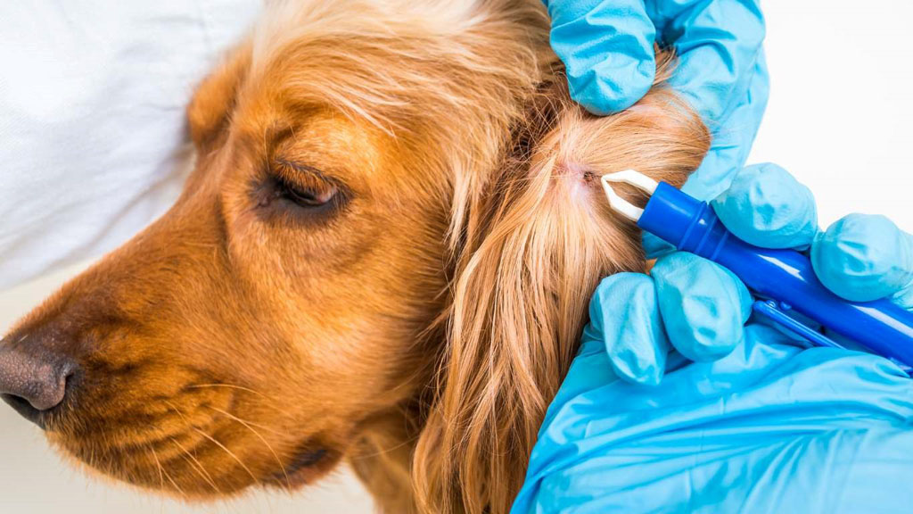 Canine Babesiosis