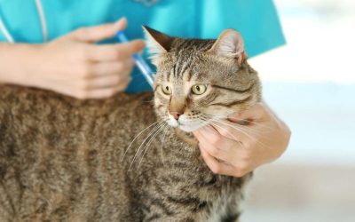 Chronic Renal Failure (CRF) in Cats