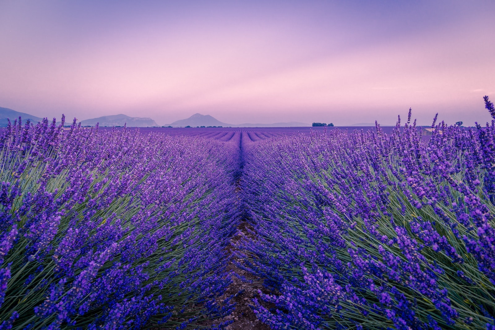 purple flower field under white sky during daytime