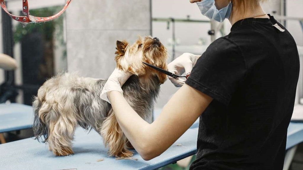 Luxury Pet Grooming Services at Animal Qi Pet Parlour