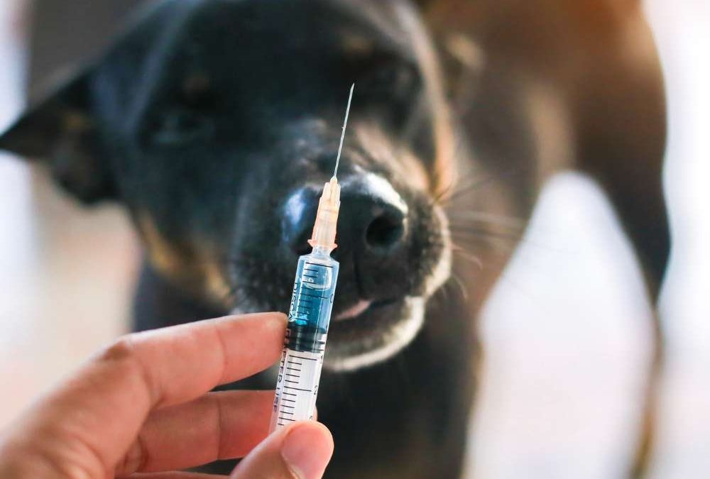 Understanding Parvoviral Infection in Dogs: Vaccination, Treatment, and Why It Matters