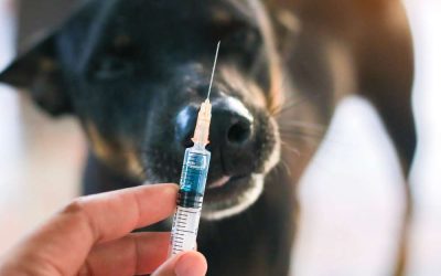 Understanding Parvoviral Infection in Dogs: Vaccination, Treatment, and Why It Matters