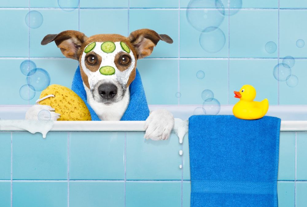 Why is Grooming Your Pet so Important?