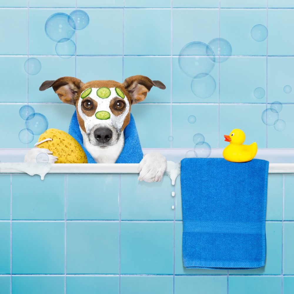 Why Grooming Your Pet Is Vital: Expert Tips and Benefits