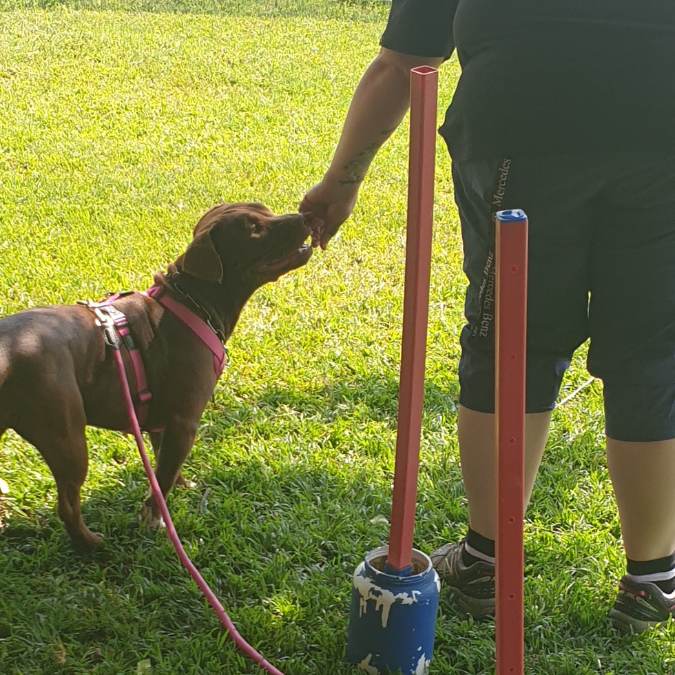 Do Dogs Behave Badly Out of Spite? Understanding Canine Emotions