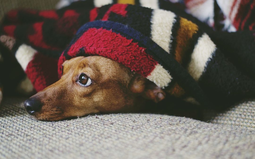 Beyond Surgery and Euthanasia: Hope for Dachshunds with IVDD