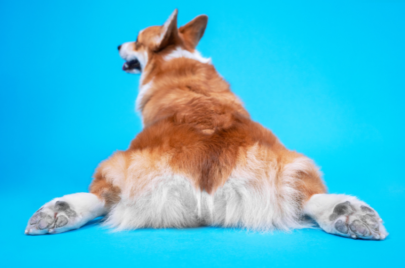 Scooting Blues: All About Anal Gland Impaction in Dogs