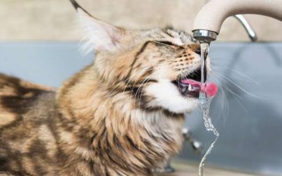 Keeping Your Cat Hydrated: Understanding Feline Renal Failure