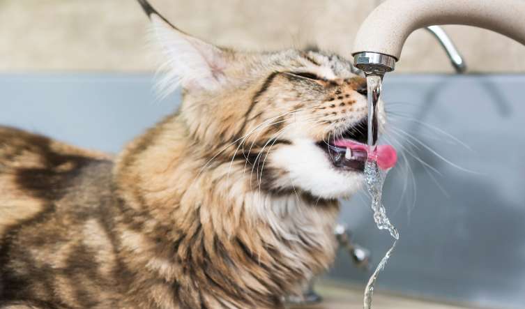 Keeping Your Cat Hydrated: Understanding Feline Renal Failure