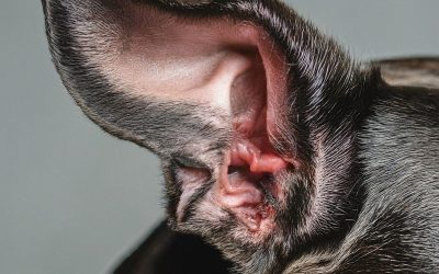 Itchy Ears and Beyond: Malassezia Otitis in Dogs