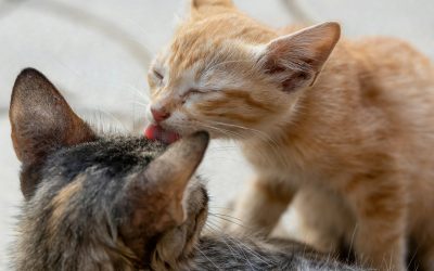 The Importance of Regular Cat Grooming: Why Veterinary Supervision and Sedation May Be Necessary