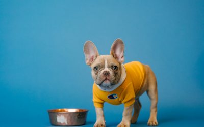 Fresh Food vs. Dry Kibble: Pros and Cons of Feeding Your Dog