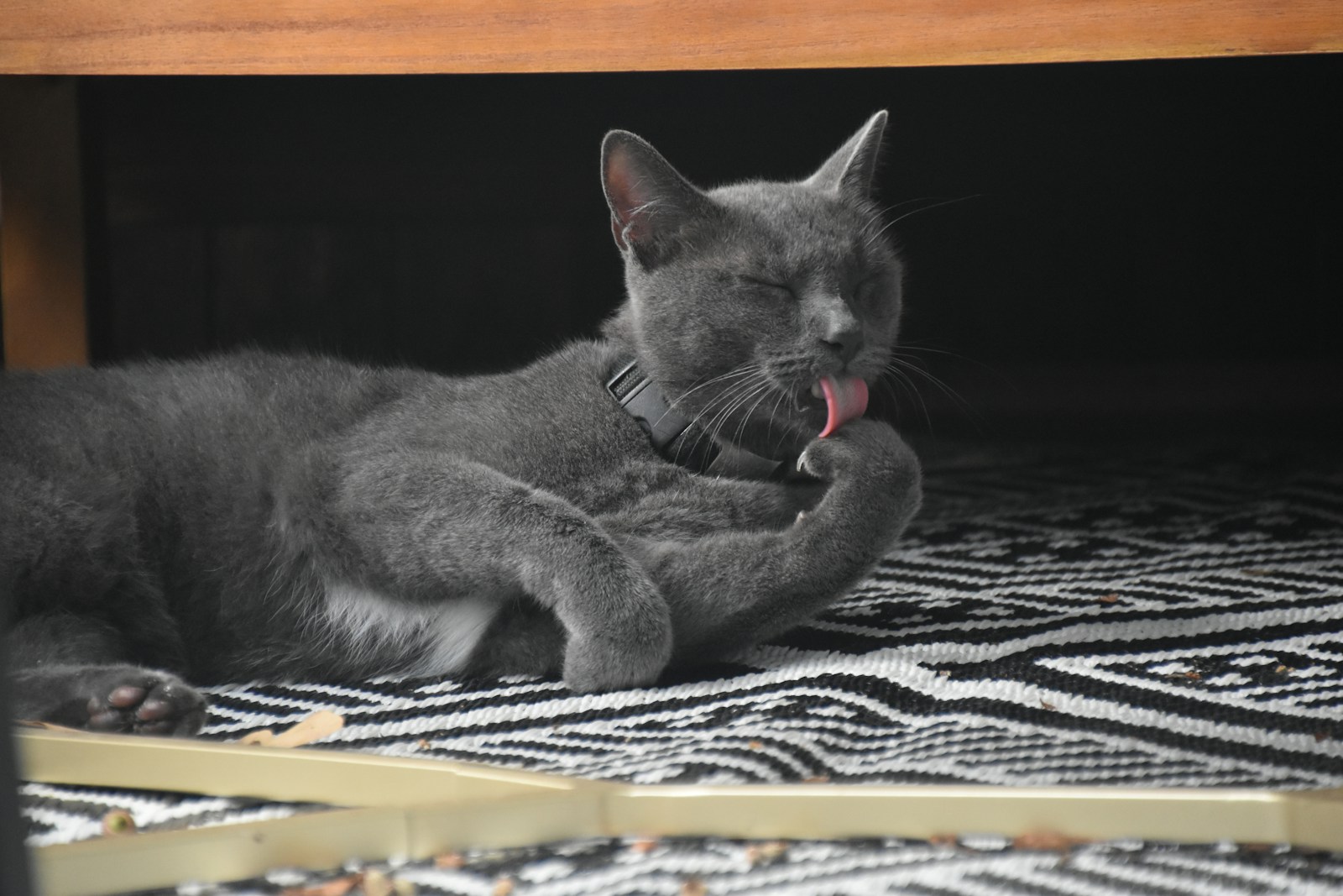 a cat lying on a bed