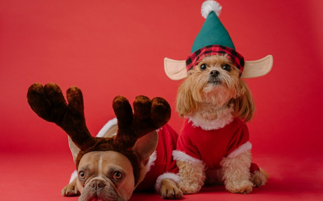 white and brown dog wearing santa hat