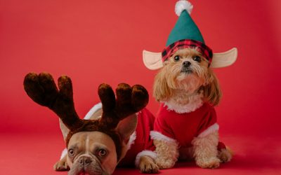 Keep Your Pets Safe this Holiday Season!