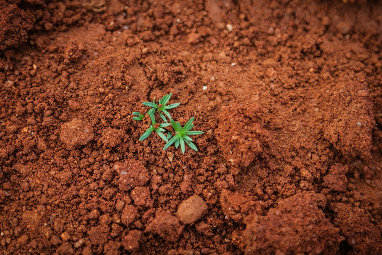 green plant on soil